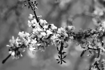 Cercis canadensis, Eastern Redbud tree bloom in black and white during spring season on branch closeup.