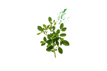 a design, with a style, showing its form, with details creating a visual, with no background.