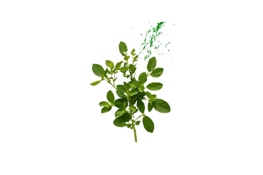 a design, with a style, showing its form, with details creating a visual, with no background.