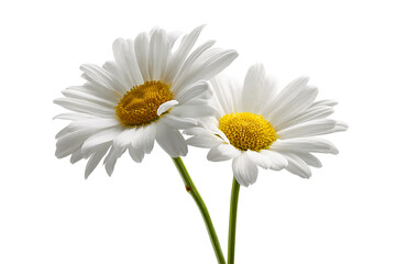 Fototapeta premium Two beautiful daisy flowers isolated on transparent background in closeup view