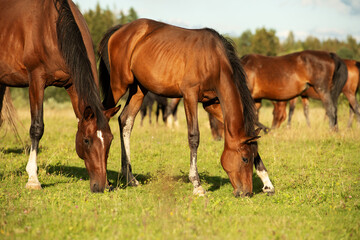 Fototapeta premium sportive foal grazing at pasture with mom in herd. sunny summer evening