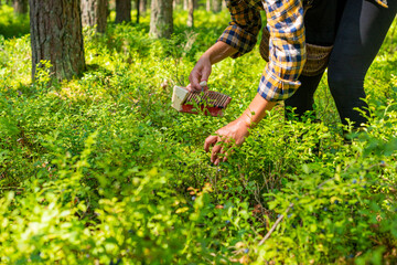 Woman harvesting sweet tasting berry that can be found naturally growing in the pine forest