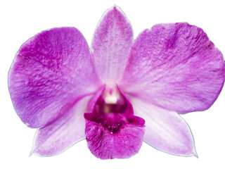 Obraz premium close-up of a single purple orchid flower with a striking white and deep magenta center, isolated on a clean background.