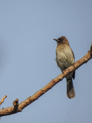 Common Bulbul Perched on Branch in Gambia