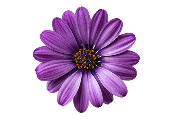 Purple osteospermum flower isolated on transparent background in full bloom