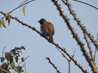Common Bulbul in Early Morning