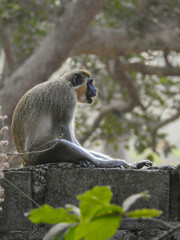 Green Monkey Calling Whilst Sitting on Wall