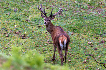Buck with growing antlers on a natural green meadow