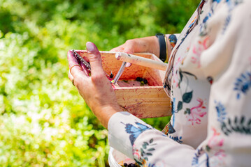Woman with wooden berry picking rake. Harvesting forest fruits