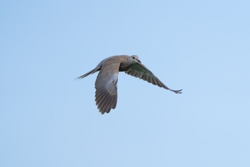 Dove in Flight Against Blue Sky