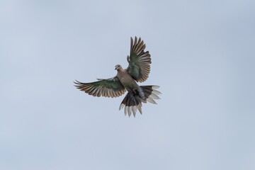 Dove in Flight Against Blue Sky