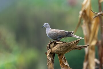 Dove perched on a corn stalk in nature.