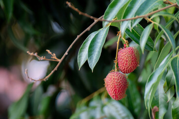 Two ripe lychees hang from branch with lush green leaves, showcasing their vibrant red skin and textured surface
