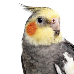 Obraz premium Png of closeup portrait of a cute cockatiel with yellow crest and orange cheeks isolated on transparent background, showcasing its beautiful feathers and features