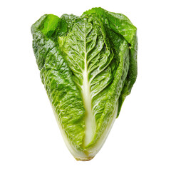Fresh whole head of crisp green romaine lettuce with vivid green leaves and healthy texture transparent background