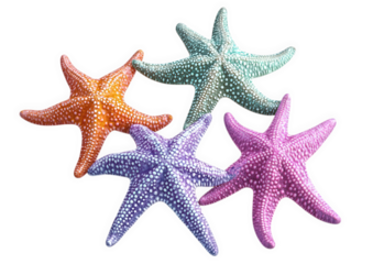 A colorful collection of starfish, isolated on transparent background