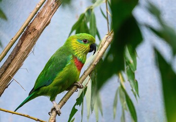 blue and green macaw