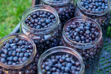 Freshly harvested wild blueberries (vaccinium myrtillus) collected into glass jars