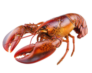 Red lobster isolated on transparent background