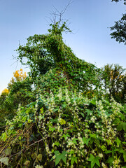 Wild Cucumber vines covering a tree in Minnesota. (Echinocystis lobata).
