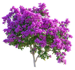 Fototapeta premium Purple bougainvillea tree in bloom, isolated on transparent background