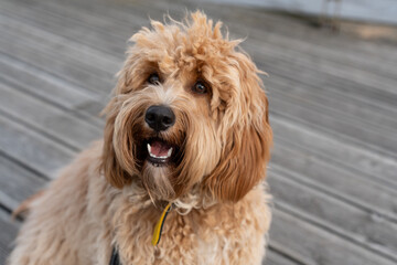 Portrait of a curly-haired brown Labradoodle or goldendoodle dog on the waterfront in summer