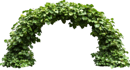 Green ivy arch isolated on transparent background