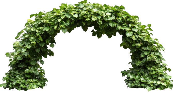 Green ivy arch isolated on transparent background