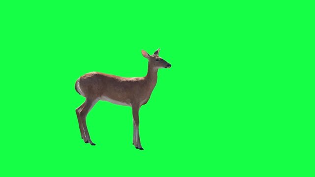 A white-tailed deer crosses over a green screen for compositing. 14977	