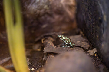 A Tiny Striped Frog by the Waterfall in a Marshy Haven