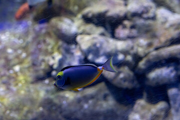 An Aquarium Journey: Mediterranean and Caribbean Fish in One Natural Display	