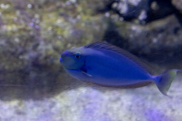 An Aquarium Journey: Mediterranean and Caribbean Fish in One Natural Display