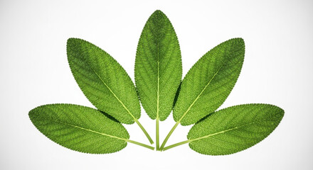 Obraz premium Fresh green sage leaves arranged fanlike against a clean white background illustrating nature and natural health