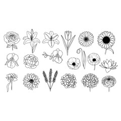 Botanical line art floral illustration with rose lily tulip sunflower lavender peony and orchid design 100