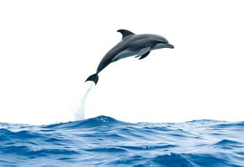 A graceful dolphin leaps high above the ocean, isolated against a pristine white background,   cetacean,  clear