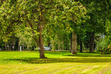Fototapeta premium Lush green apple tree in a sunlit park, surrounded by grass and scattered fallen apples, creating a peaceful natural scene.
