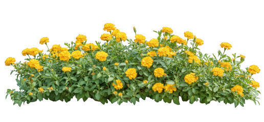 A bush of vibrant yellow marigold flowers isolated on transparent background