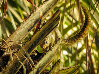 Gambian Sun Squirrel with Long Tail