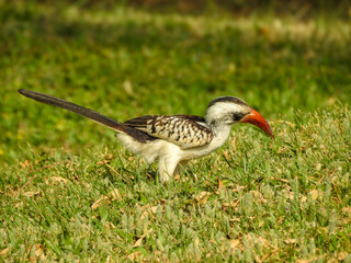 Western Red-billed Hornbill Foraging for Insects