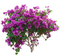 Fototapeta premium Vibrant purple bougainvillea plant in full bloom, isolated on transparent background