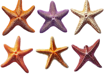 Six colorful starfish isolated on transparent background