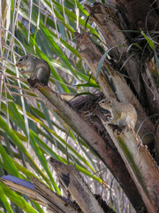 Pair of Gambian Sun Squirrels Sitting in Tree