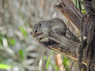 Gambian Sun Squirrel Eating Nut