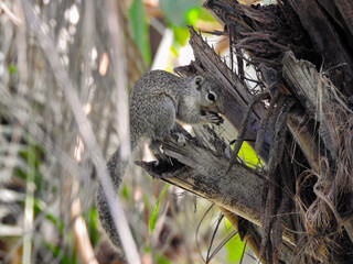 Gambian Sun Squirrel Feeding