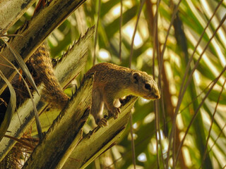 Gambian Sun Squirrel on the Edge