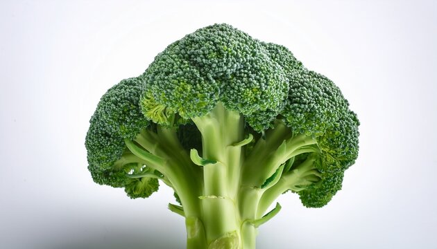 fresh broccoli top isolated green vegetable displayed on a white background perfect for healthy food imagery - Powered by Adobe