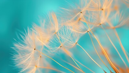 Closeup Photography Of Dandelion Seeds In A Beautiful Natural Setting With Artistic Macro Details In Spring And Summer. Vibrant Turquoise And Green Colors. Rich Lush Foliage.