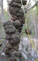 A dense cluster of deformed branches on a Port Jackson (Acacia saligna) tree, showing extensive...
