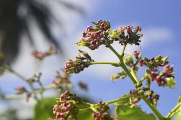 Galho com flores rosas de cajueiro na primavera, florescimento e desabrochar da flor de caju
