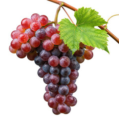 Fototapeta premium Ripe red grapes on a vine isolated on transparent background